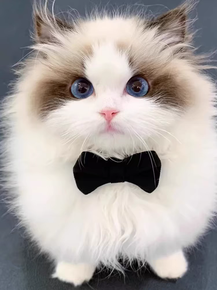 猫舍直销批发价格出售布偶猫